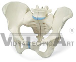 Female Pelvis Model, 3-Part